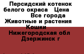 Персидский котенок белого окраса › Цена ­ 35 000 - Все города Животные и растения » Кошки   . Нижегородская обл.,Дзержинск г.